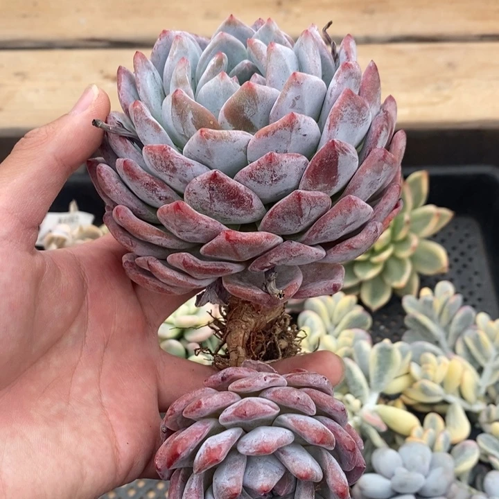橙子多肉植物A1146