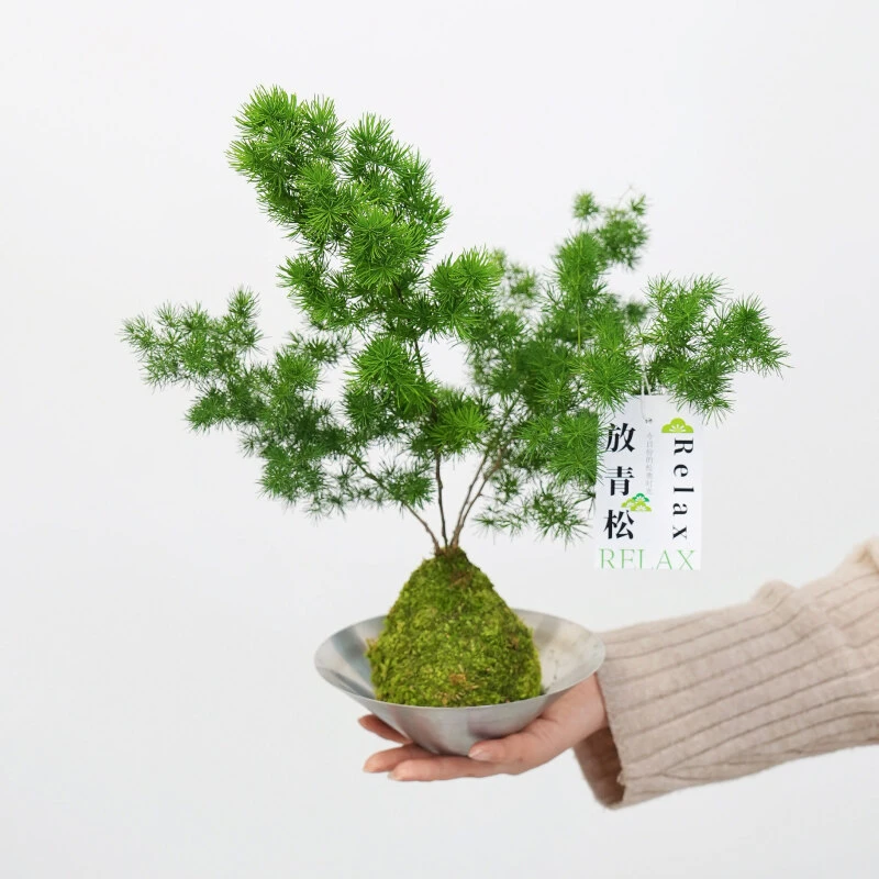 蓬莱松苔藓球盆栽室内客厅盆景办公室桌面植物四季常青绿植