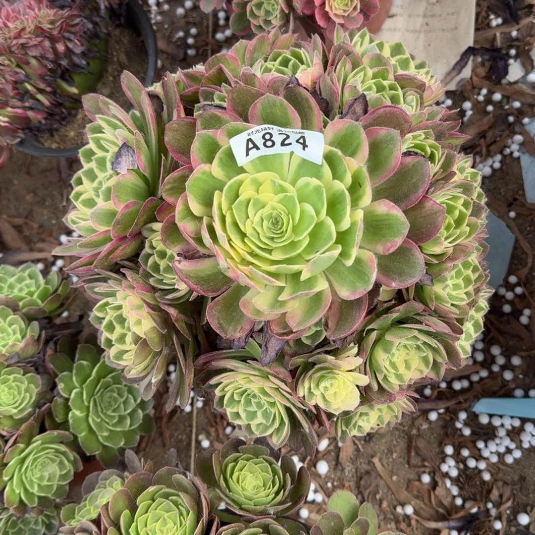 824海王多肉植物