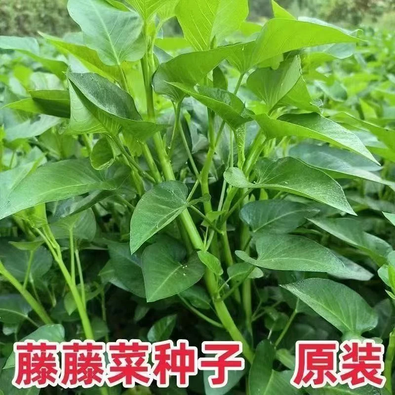 爬藤藤藤菜空心菜雍菜种子高产生长快水栽地栽盆栽阳台脆嫩新鲜