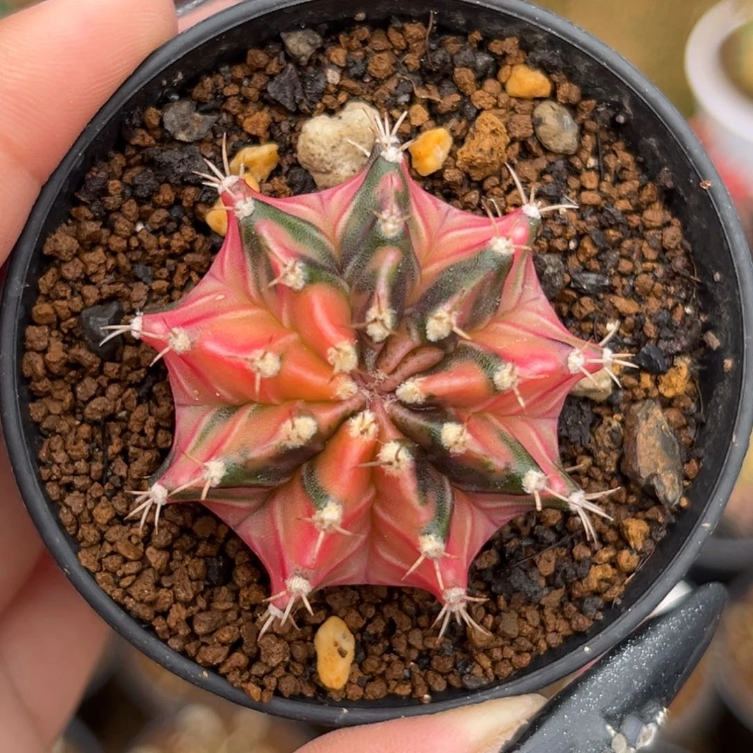 侧牙米哈锦 带盆土发货