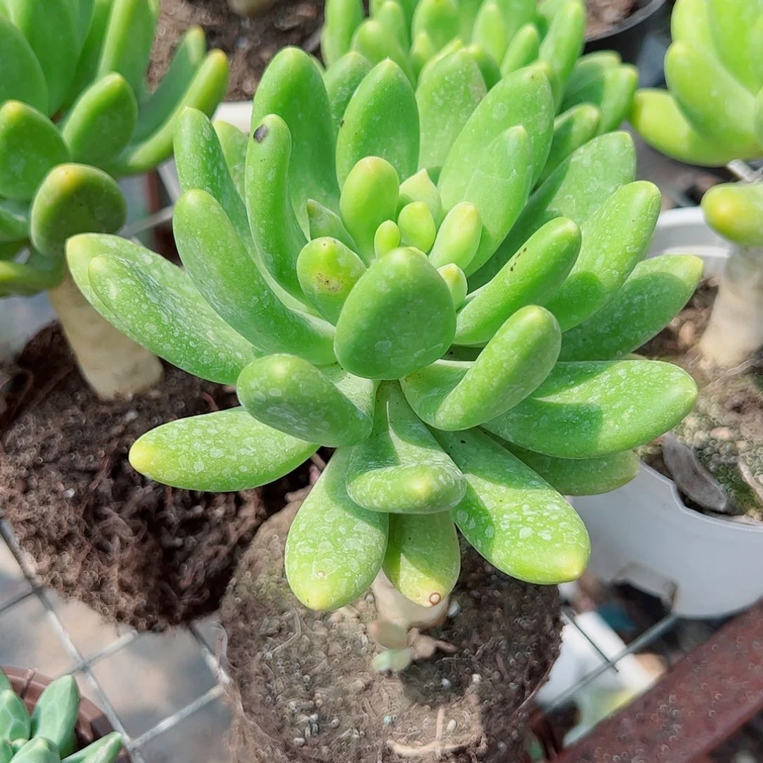 金蝉 大单头 多肉植物