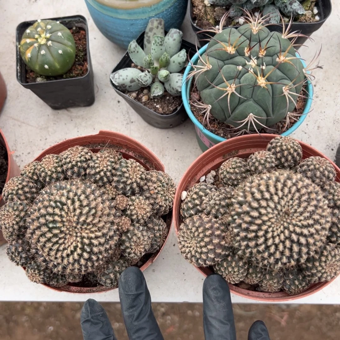 黑寡妇随机一颗。