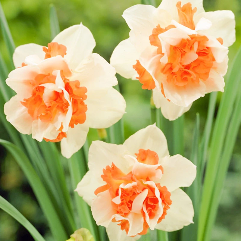 洋水仙种球室内室外四季好养植物种子水仙水培地栽国产芳香类观花