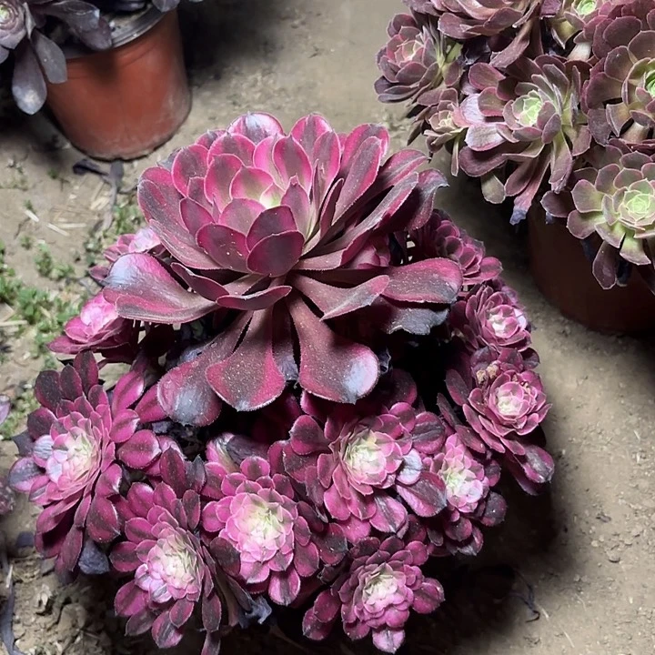 多肉植物红铜白48