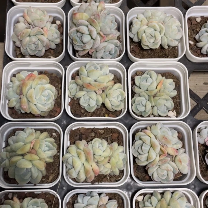 冰玉4头一颗冠幅4-5厘米20包邮新疆西藏不发