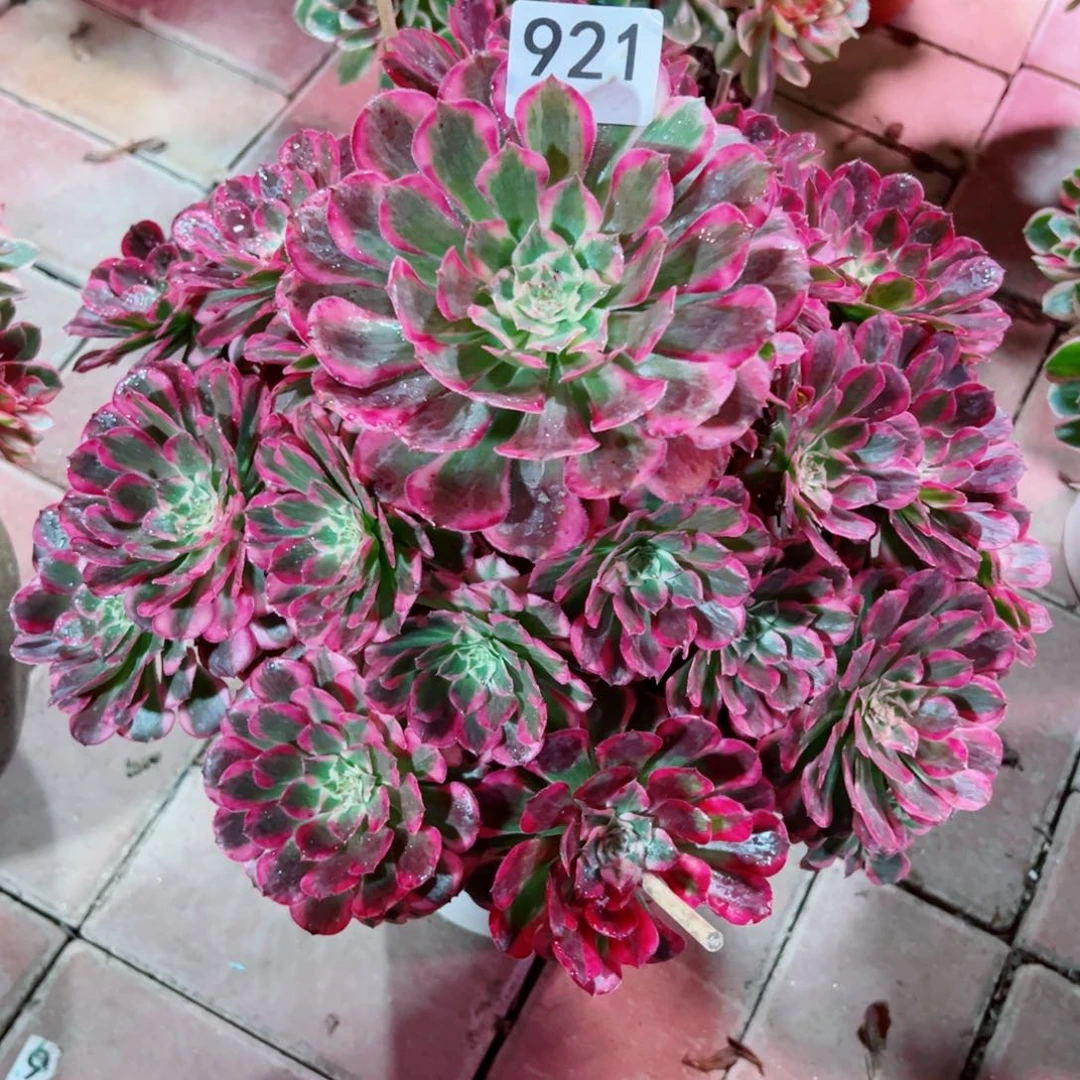 921霁月法师多肉植物