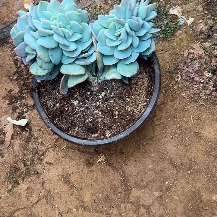 橙***子多肉植物实物直播实物339