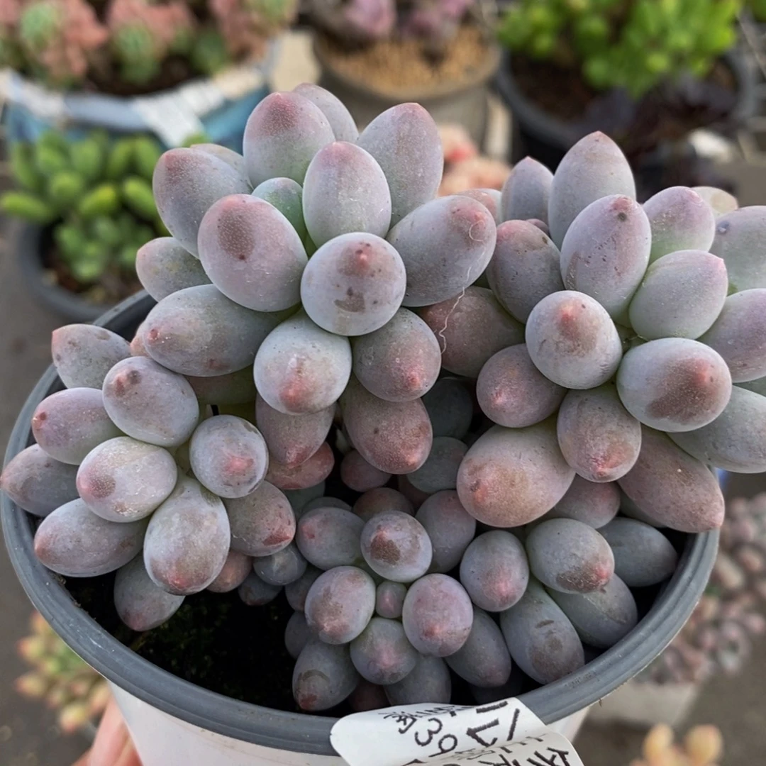 629汤圆奶酪8cm多肉