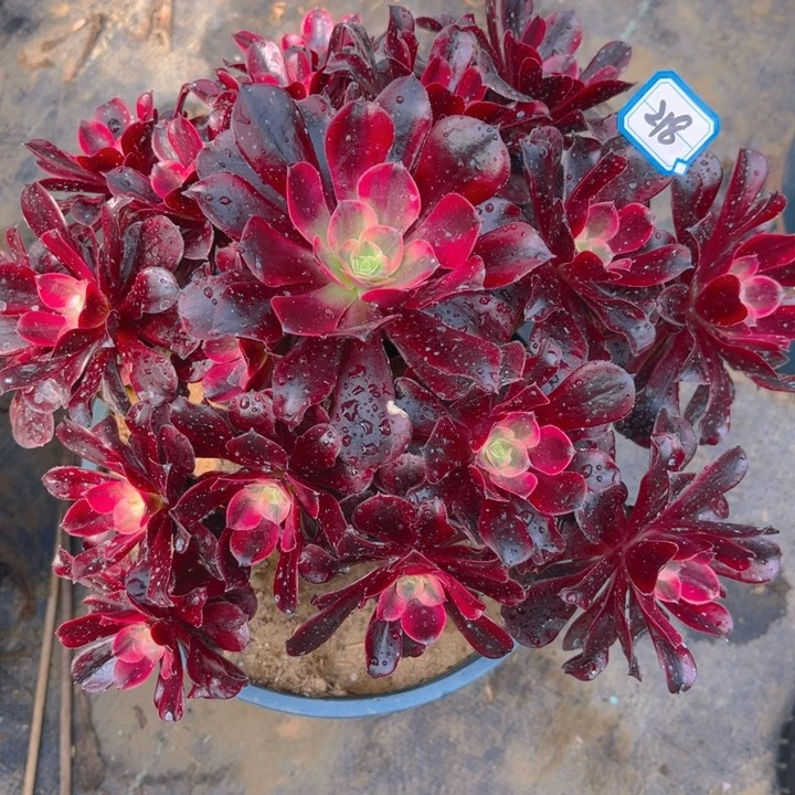 黑**沫218美杜莎多肉法师