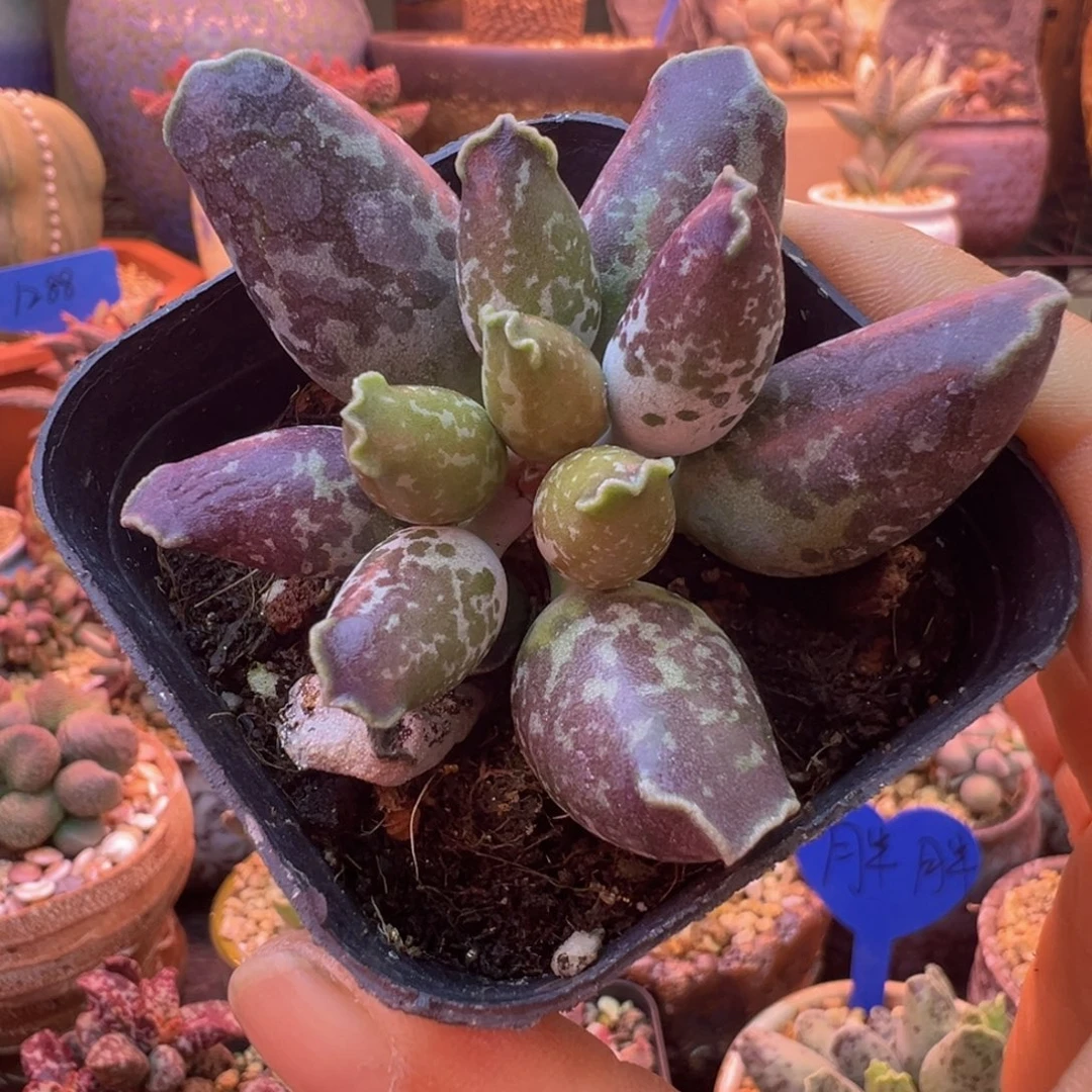 一物一拍，带盆发货