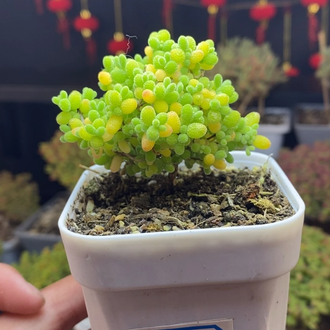 206号蜜橘糖球枝干多肉