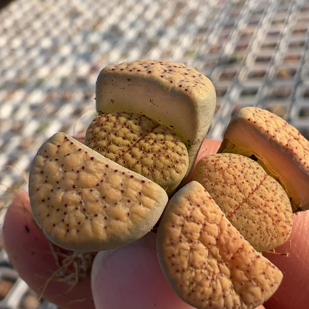 血点母本多肉植物百科