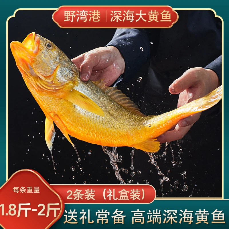 野湾港美味深海大黄花鱼（1.8斤-2斤/条）现捕海捕海鲜礼盒装
