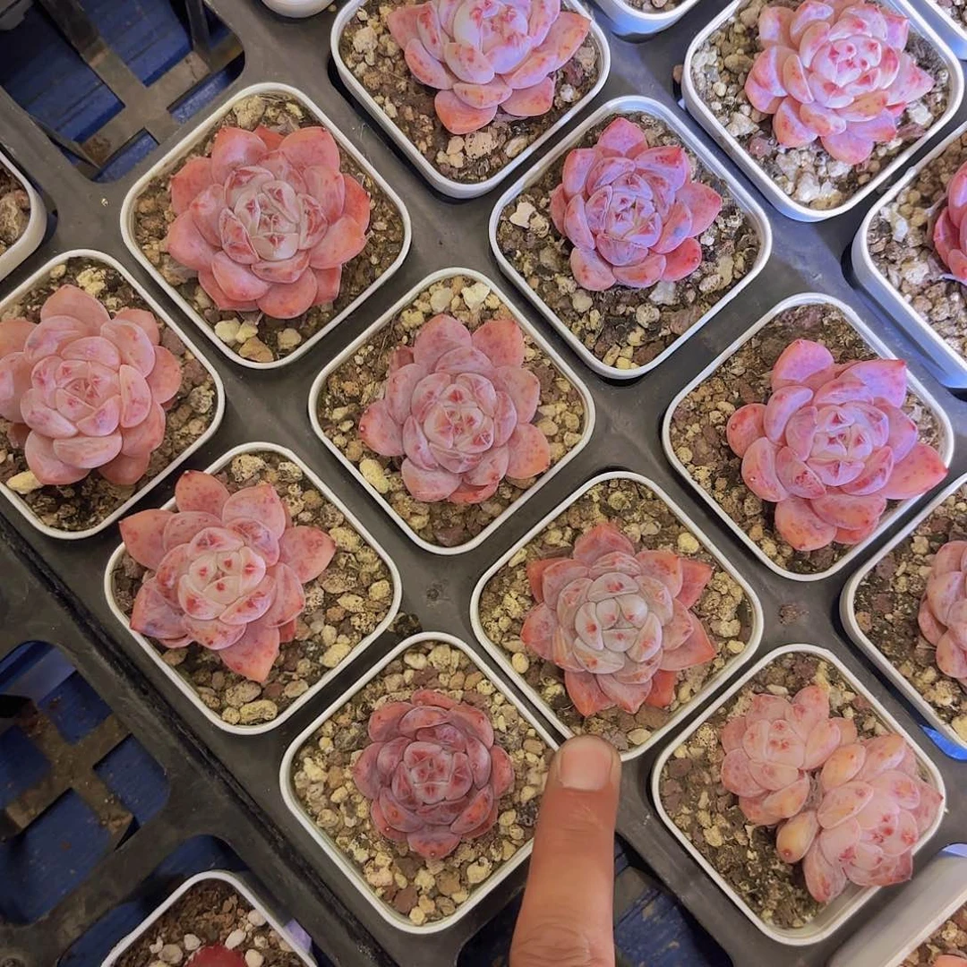 粉笔一颗量拍1111