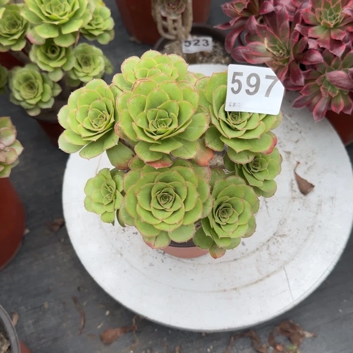 七****多肉葡萄的季节597