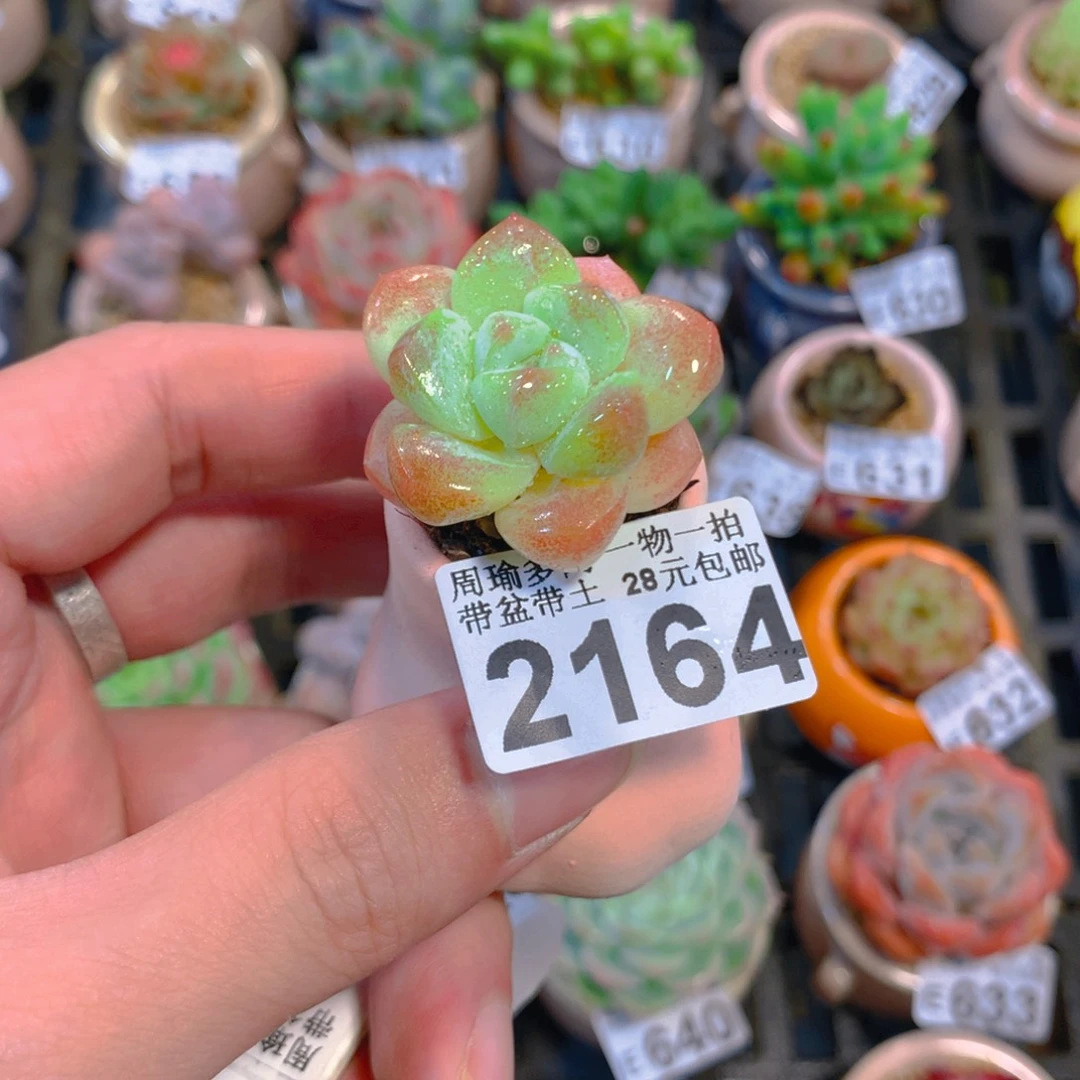 5厘米盆精控多肉2164
