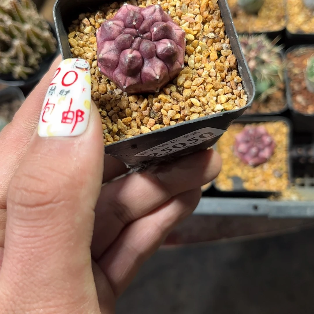 小****雄25050一物一拍单头发货