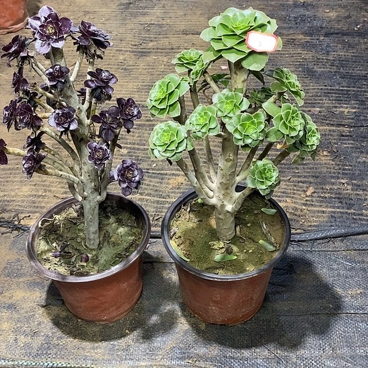 2，2棵135567788草