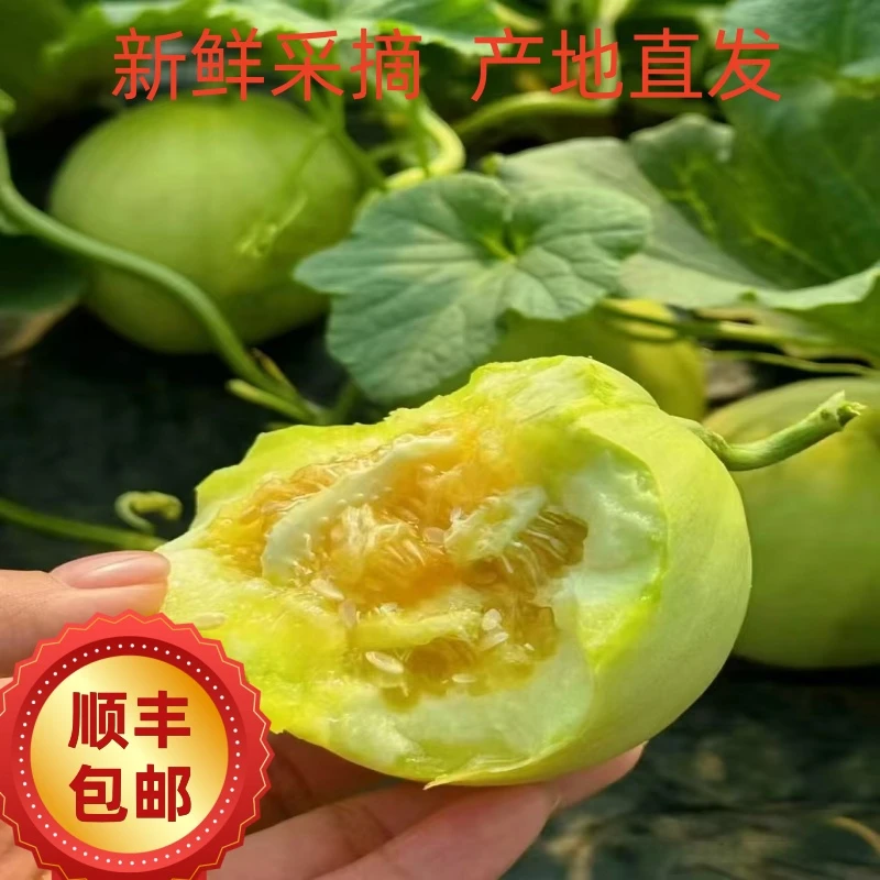 马连庄甜瓜脆甜当季新鲜水果产地直发水果试吃福利