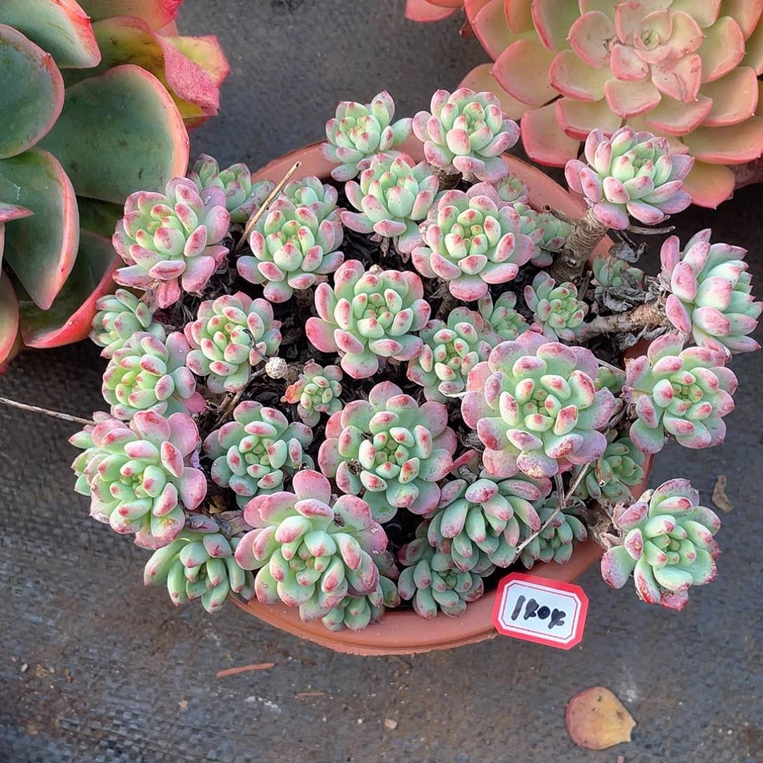 1404蓝苹果 一物一拍多肉