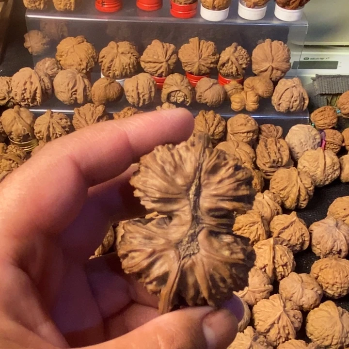 白***子大叶紫檀（黑酸枝木类）