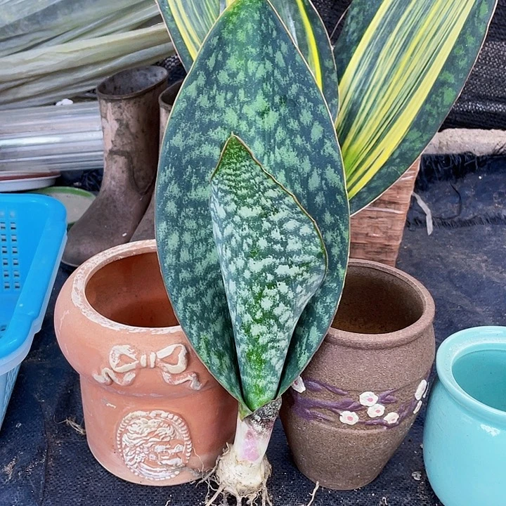 完全开放翠宝镜40cm