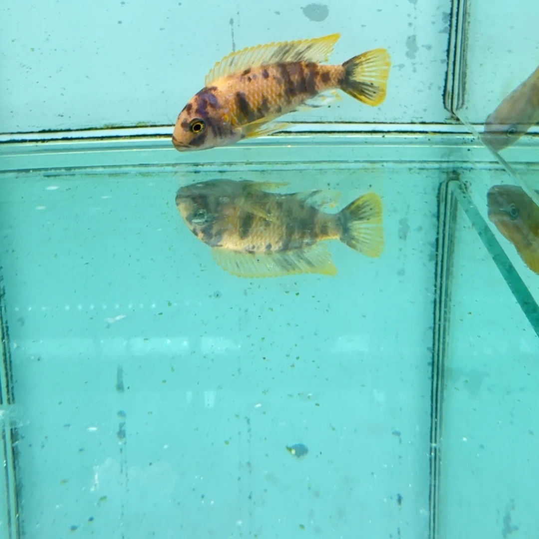 慈鲷黄金斑马mc1026。