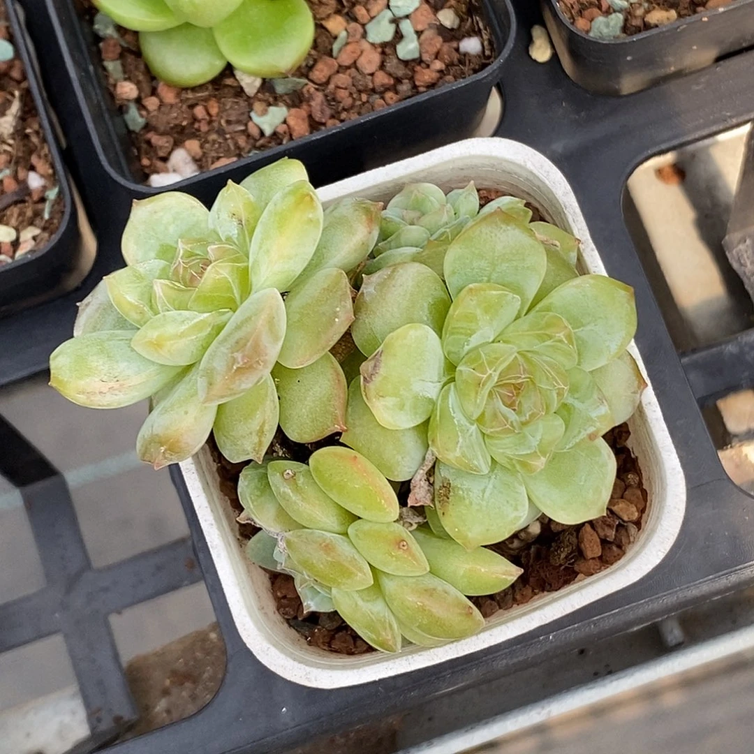 糖心30包邮非偏远
