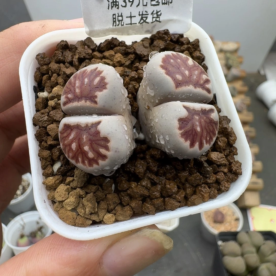 563多肉哈哈哈哈哈哈