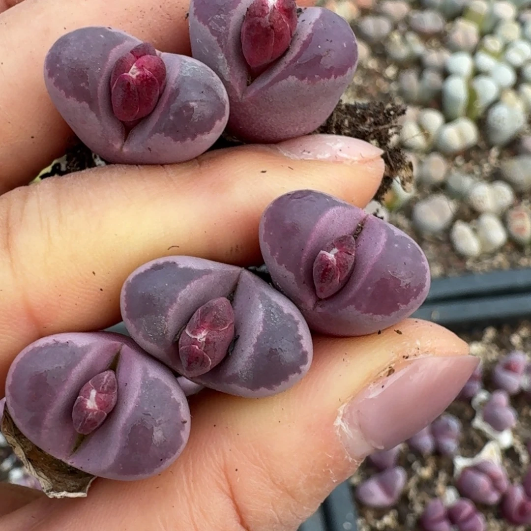 4136五颗啦咯啦呀我有早洗哇真转