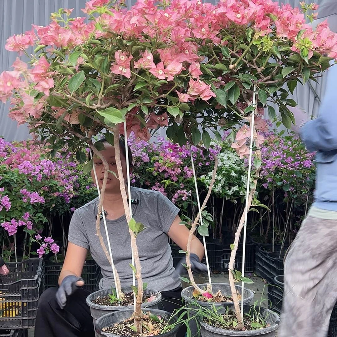 当前无花栽培后可以开花卡亚塔棒棒糖一颗，黑盆