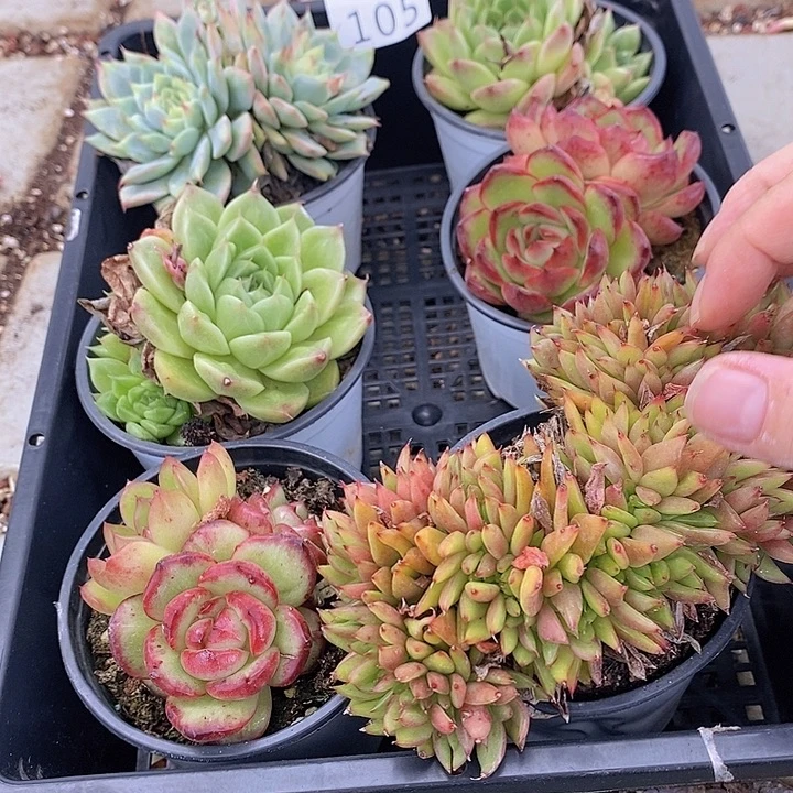 105 多肉植物盆栽植物