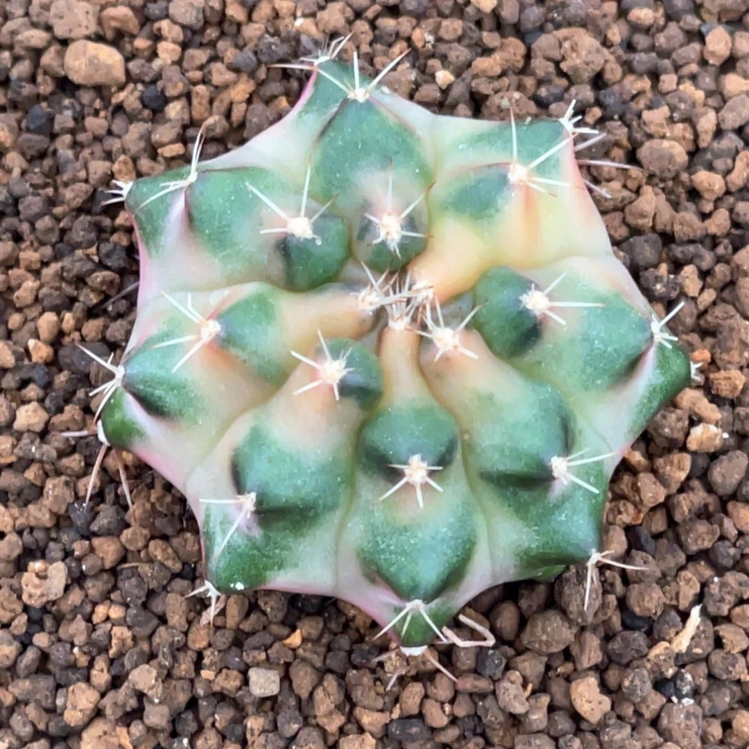 当前无花朵，栽培后可花朵月亮皇冠