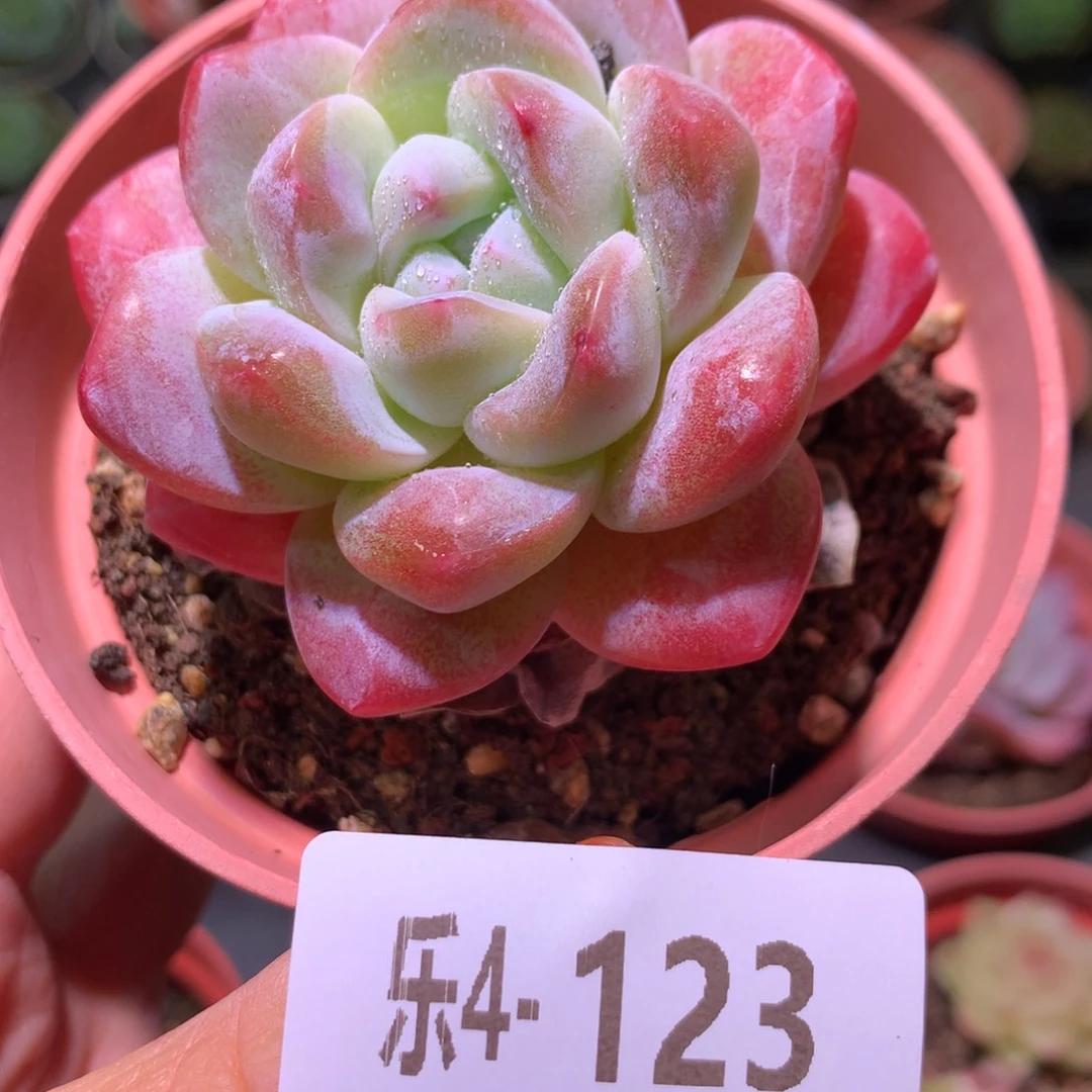 乐然 4-123 冰玉单头