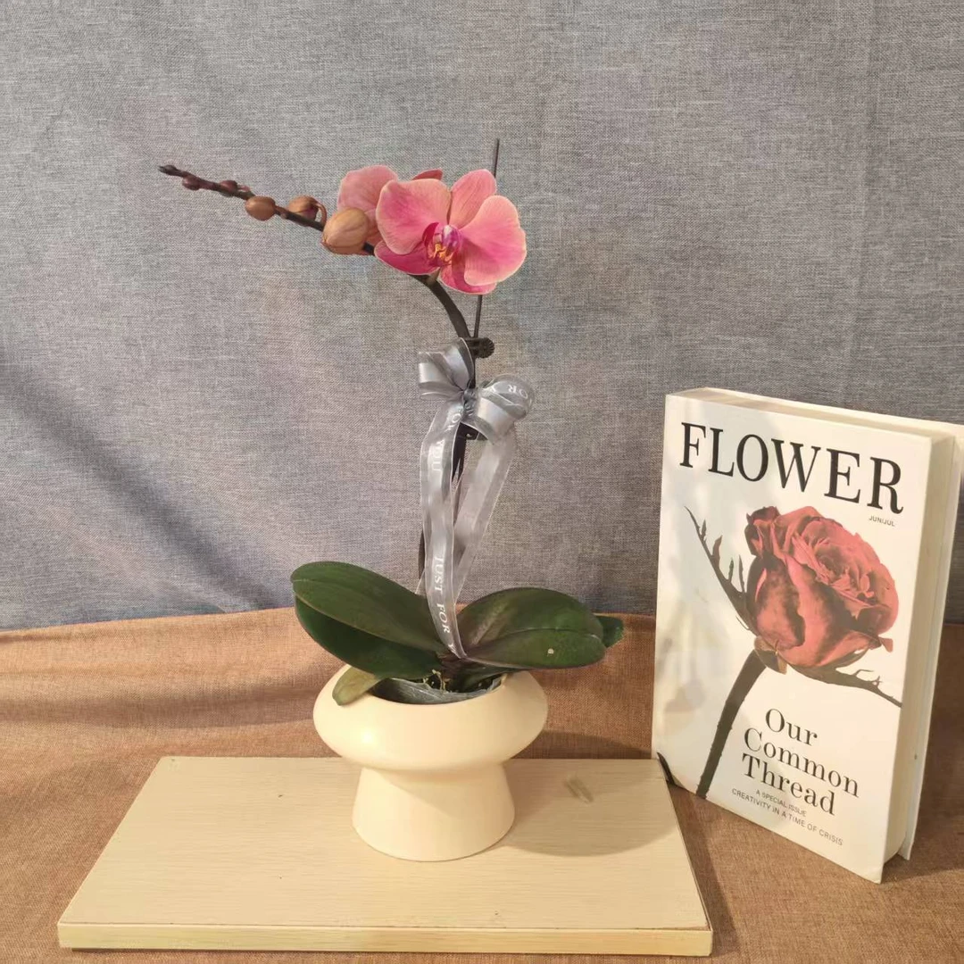 鲜花【纳博纳】蝴蝶兰室内种植观赏送礼带花发货