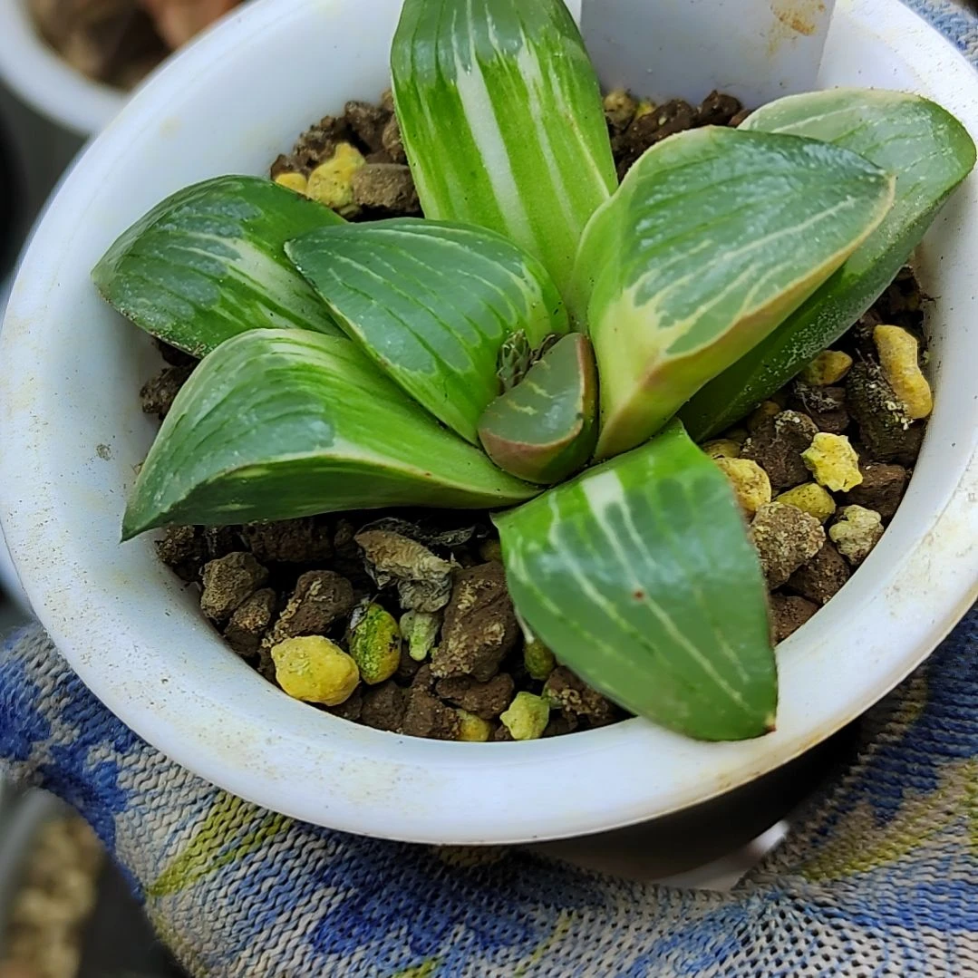 228史扑锦 6厘米左右一物一拍带盆满38包邮发货