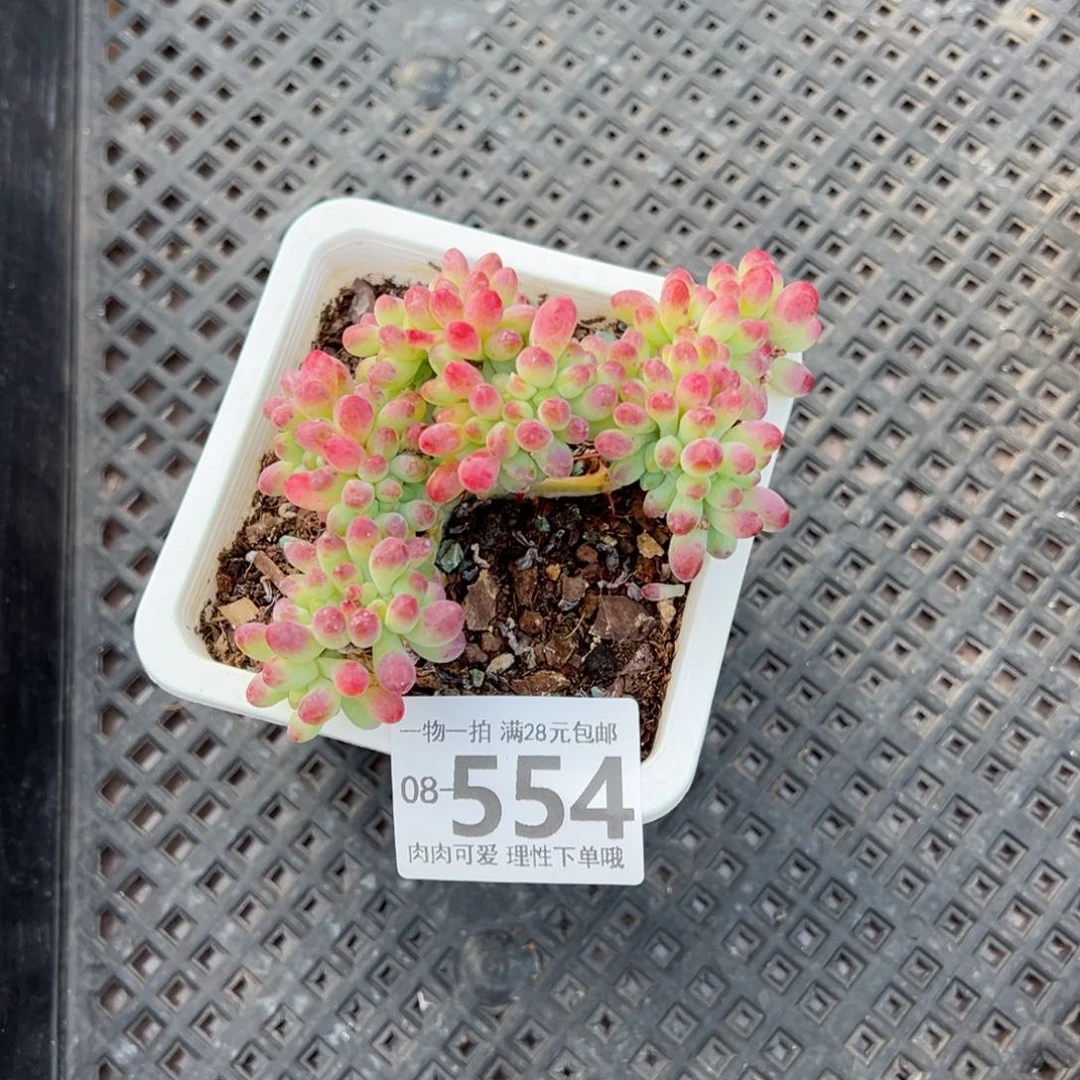 果冻乙女心缀多肉多肉多肉