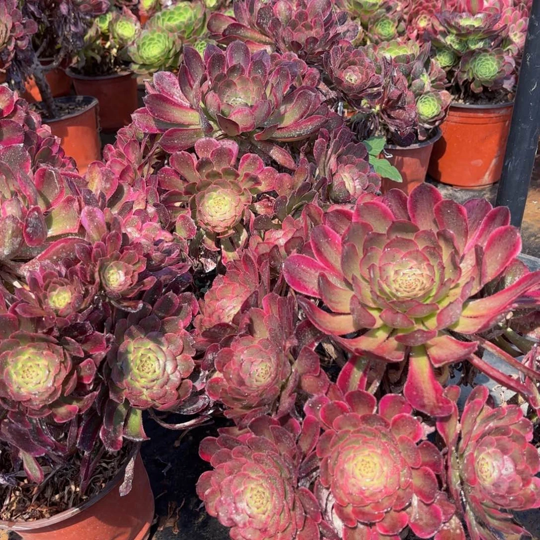 红金刚13.8法师多肉木质