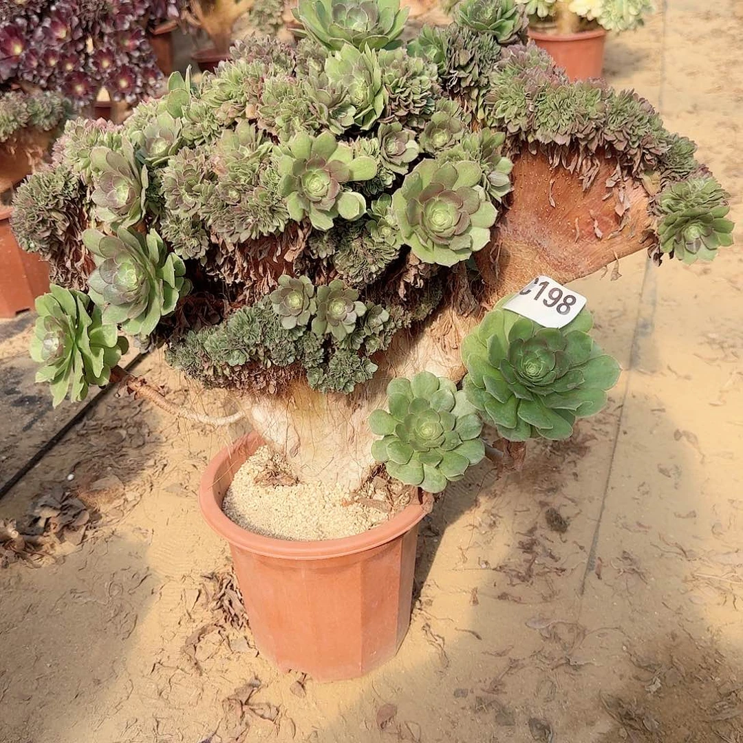 198万缀一颗呀呀