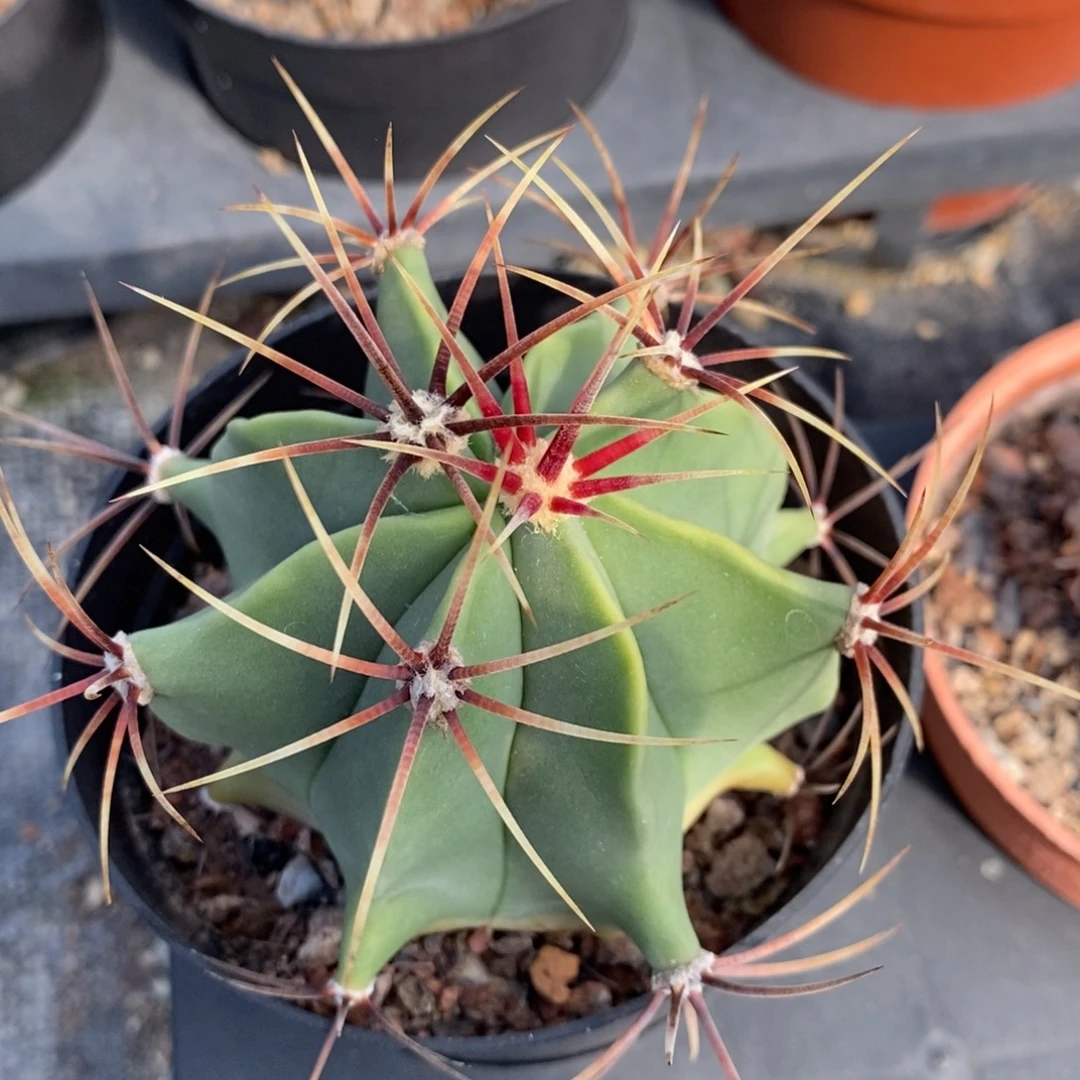 植播园艺优选文鸟