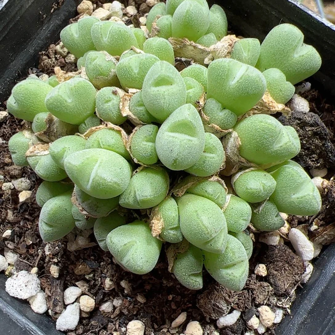 【闪购商品】29 带盆
