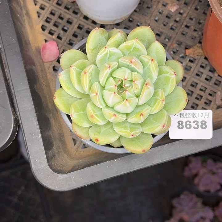 阿雅园艺。        8638雪花