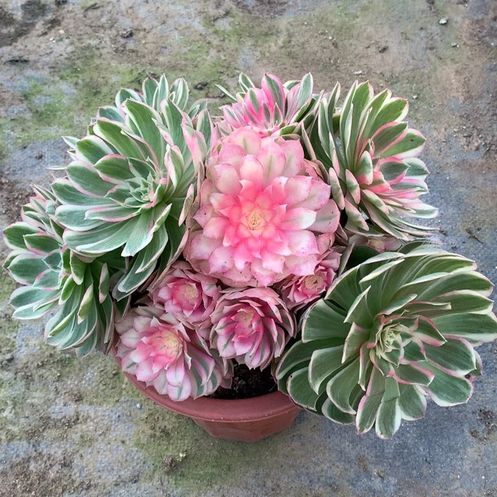 不包损925号孔雀翎手捧