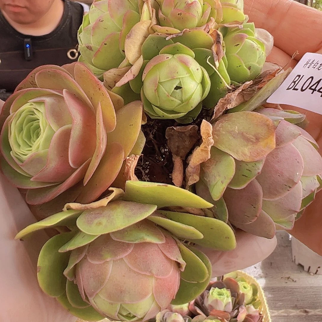 bl044。  玫瑰混4颗