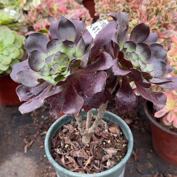 满20包邮，419巫毒