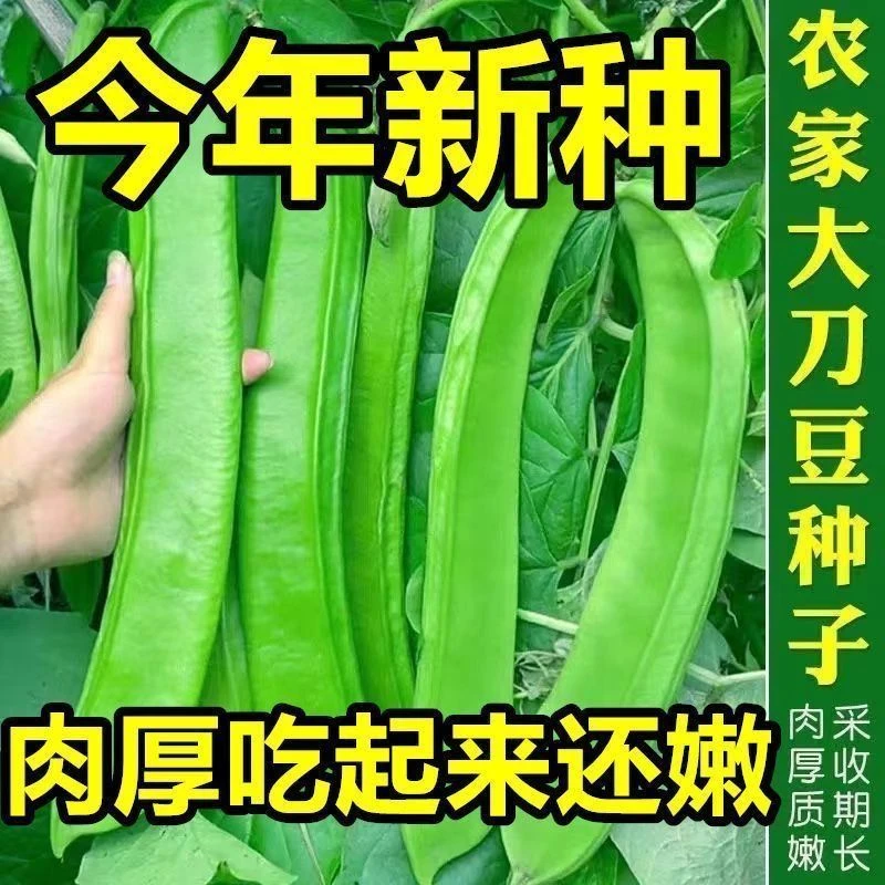 【抗病高产】大刀豆种子大红刀豆巨型大豆角种籽四季蔬菜豆角种子