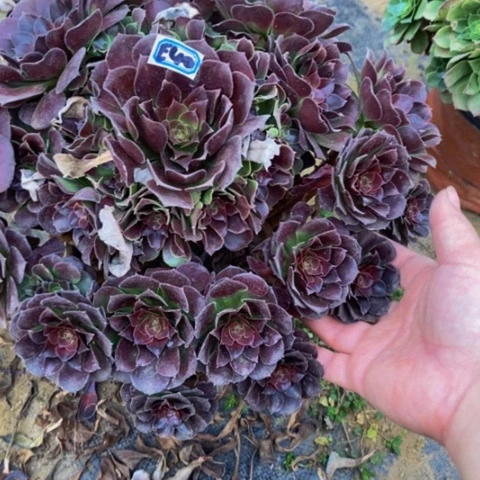荷兰玫瑰多肉植物40多肉