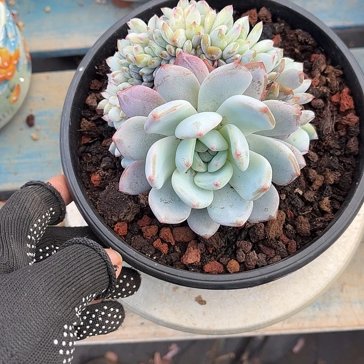 漠***然多肉植物一物一拍