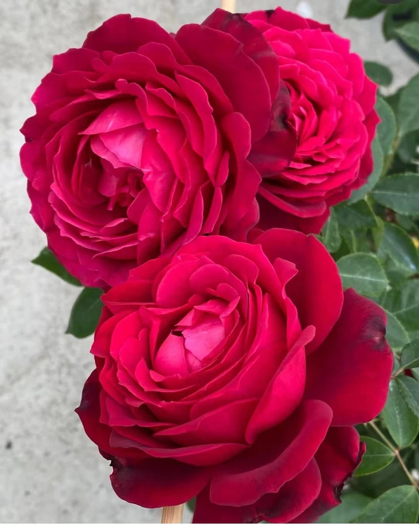 詹尼斯灌木月季大花浓香大苗